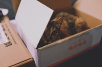 katdoos
